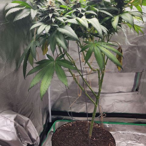 the Kineticist growlog timeline photo