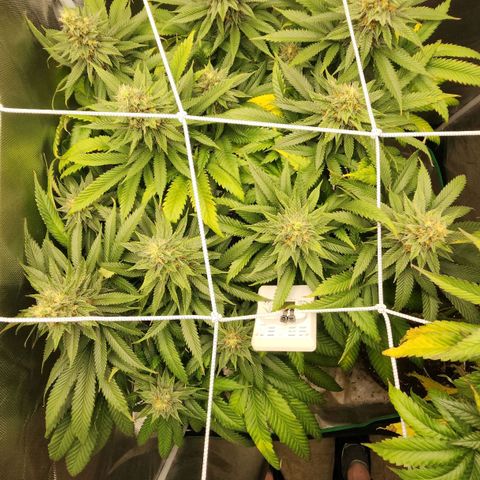 the Kineticist growlog timeline photo