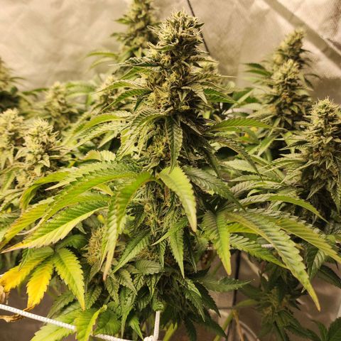 the Bloodrager growlog timeline photo