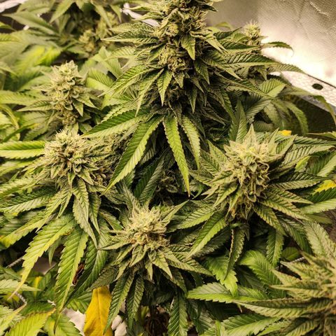 the Bloodrager growlog timeline photo