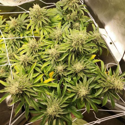 the Bloodrager growlog timeline photo