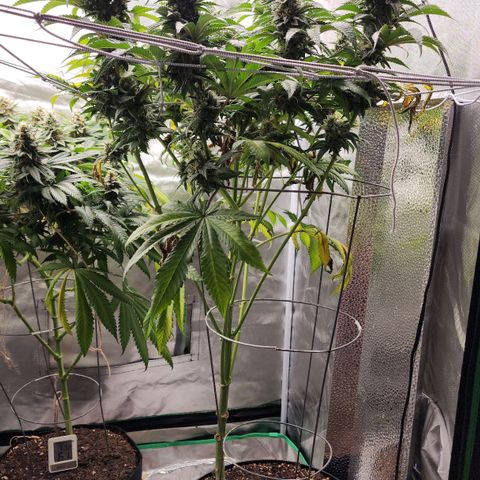 the Bloodrager growlog timeline photo