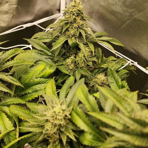 the Bloodrager growlog timeline photo