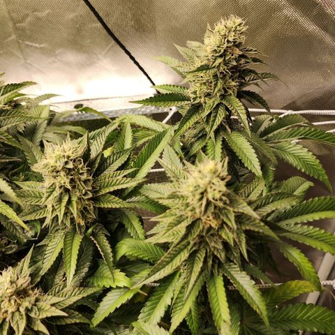 the Bloodrager growlog timeline photo