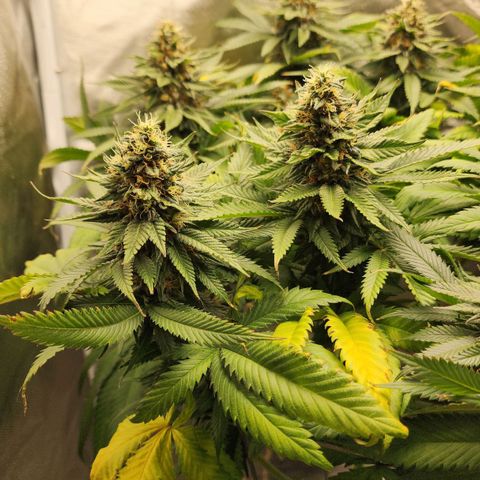 the Kineticist growlog timeline photo