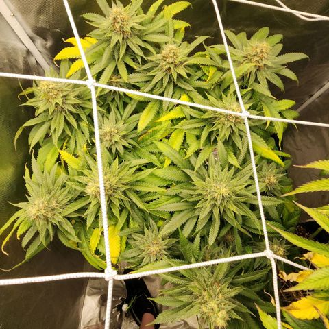 the Kineticist growlog timeline photo