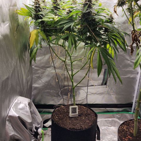 the Kineticist growlog timeline photo