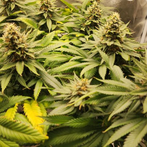 the Kineticist growlog timeline photo
