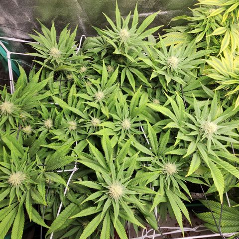 the Esoteric (Magus) growlog timeline photo