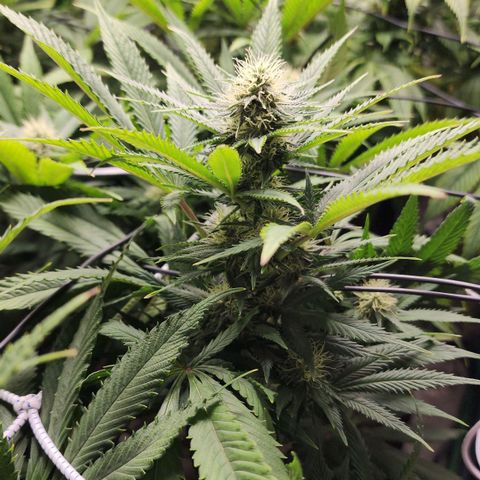 the Esoteric (Magus) growlog timeline photo