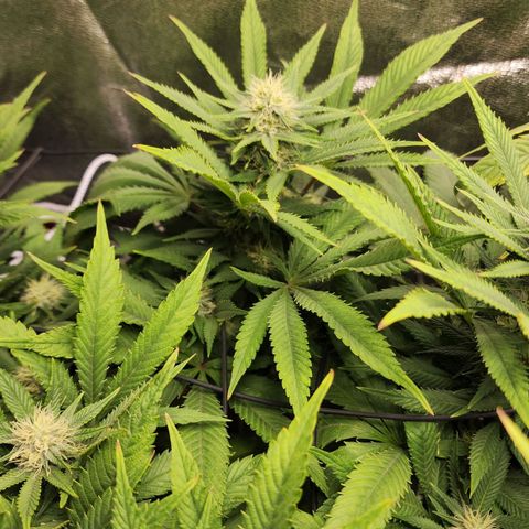 the Esoteric (Magus) growlog timeline photo