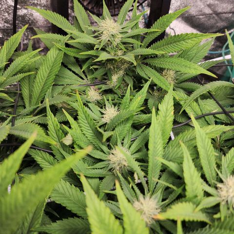 the Esoteric (Magus) growlog timeline photo