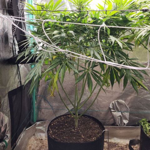 the Esoteric (Magus) growlog timeline photo