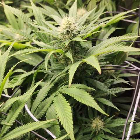 the Esoteric (Magus) growlog timeline photo