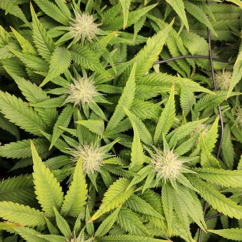 the Esoteric (Magus) growlog timeline photo