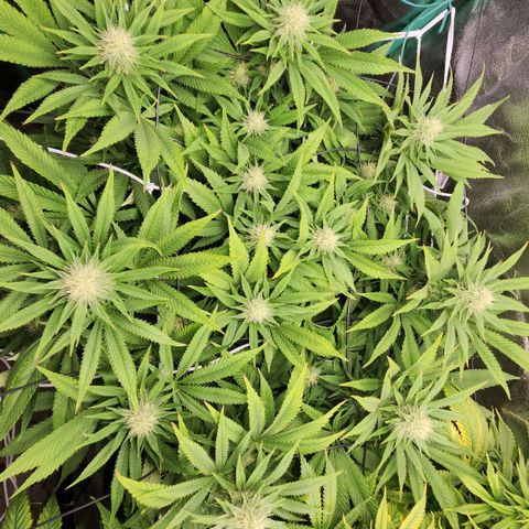 the Esoteric (Magus) growlog timeline photo