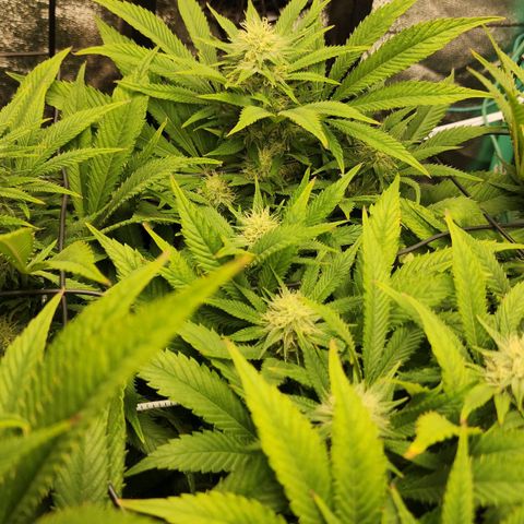 the Esoteric (Magus) growlog timeline photo