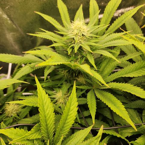 the Esoteric (Magus) growlog timeline photo