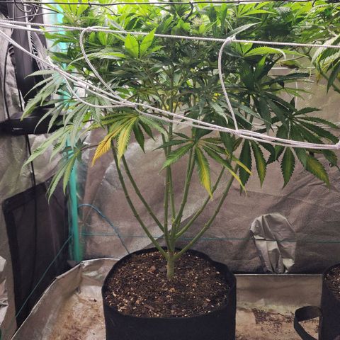 the Esoteric (Magus) growlog timeline photo