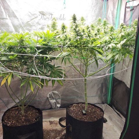 the Esoteric (Magus) growlog timeline photo