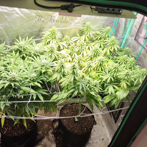 the Esoteric (Magus) growlog timeline photo
