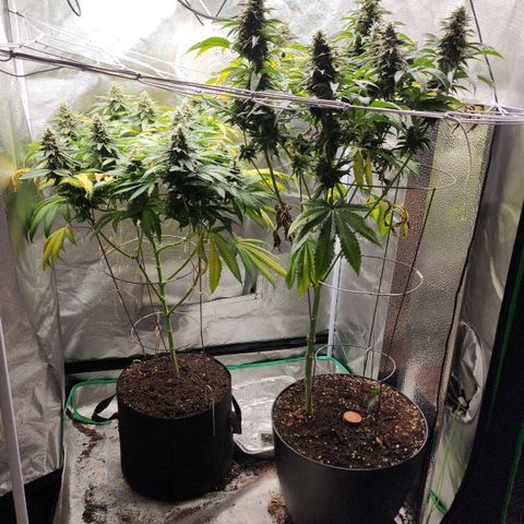 the Kineticist growlog timeline photo