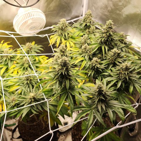 the Kineticist growlog timeline photo