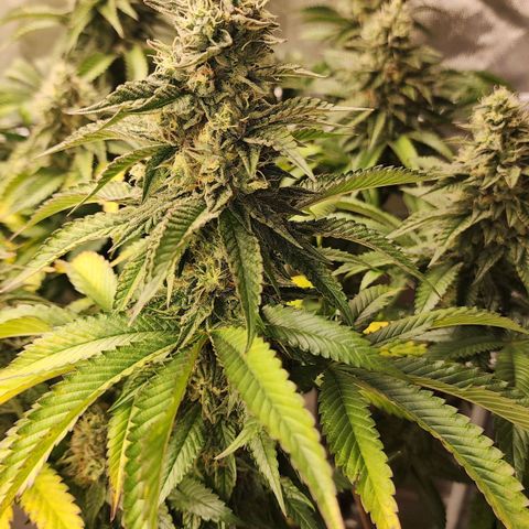 the Bloodrager growlog timeline photo