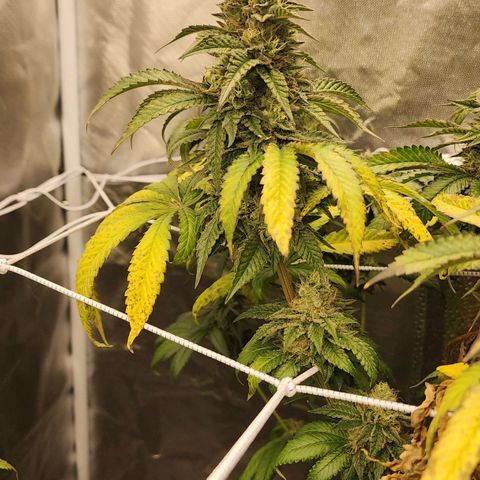 the Bloodrager growlog timeline photo