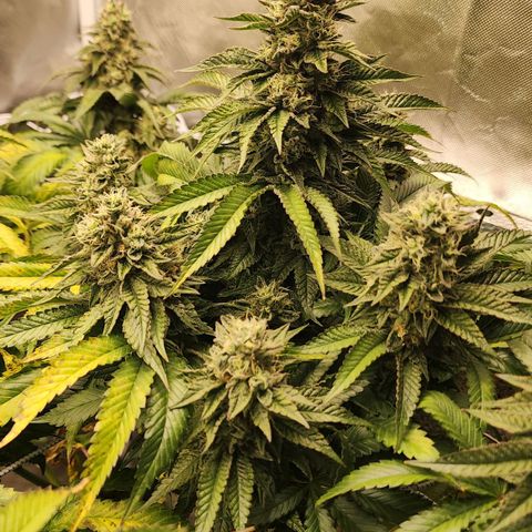 the Bloodrager growlog timeline photo