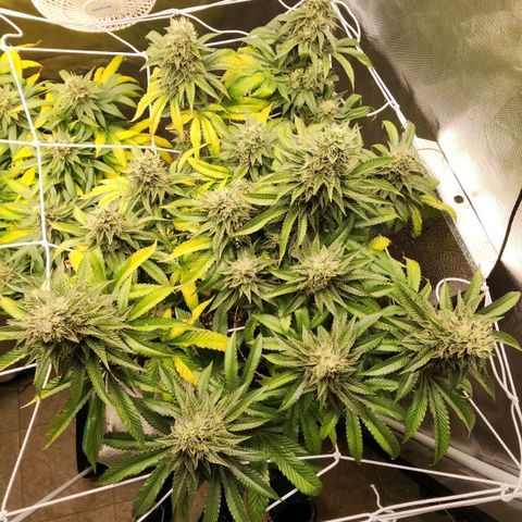 the Bloodrager growlog timeline photo