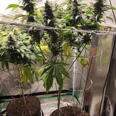 the Bloodrager growlog timeline photo