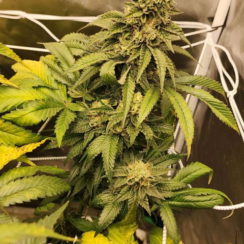 the Bloodrager growlog timeline photo