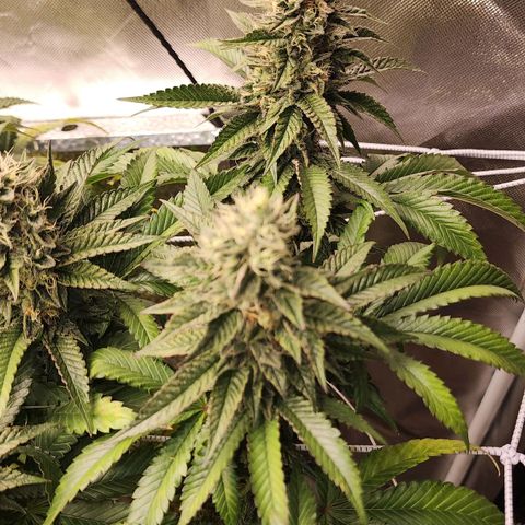 the Bloodrager growlog timeline photo