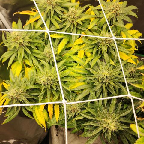 the Kineticist growlog timeline photo