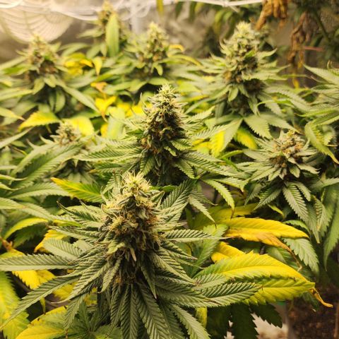 the Kineticist growlog timeline photo