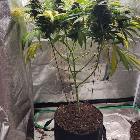 the Kineticist growlog timeline photo