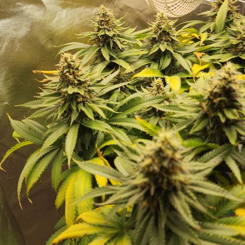 the Kineticist growlog timeline photo