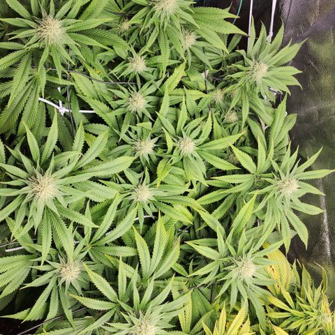 the Esoteric (Magus) growlog timeline photo
