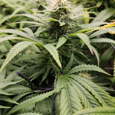 the Esoteric (Magus) growlog timeline photo