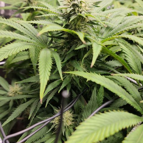the Esoteric (Magus) growlog timeline photo
