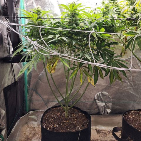 the Esoteric (Magus) growlog timeline photo