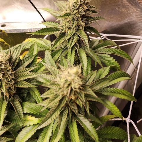 the Bloodrager growlog timeline photo