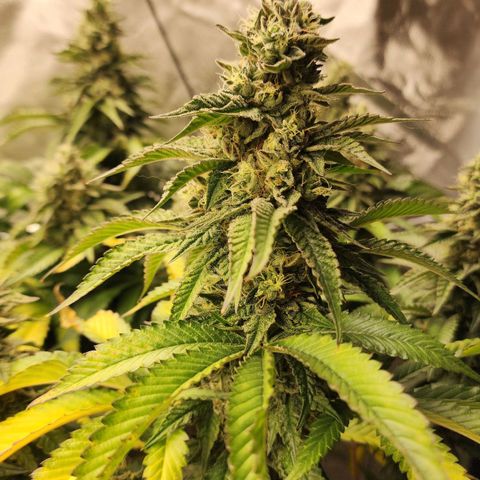the Bloodrager growlog timeline photo