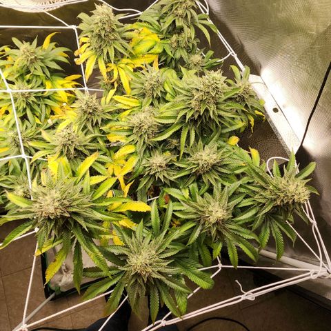 the Bloodrager growlog timeline photo