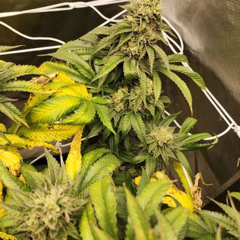 the Bloodrager growlog timeline photo