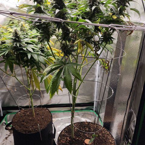 the Bloodrager growlog timeline photo