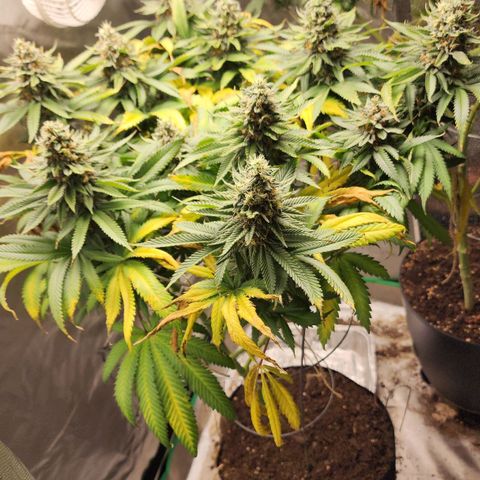 the Kineticist growlog timeline photo