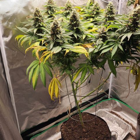 the Kineticist growlog timeline photo