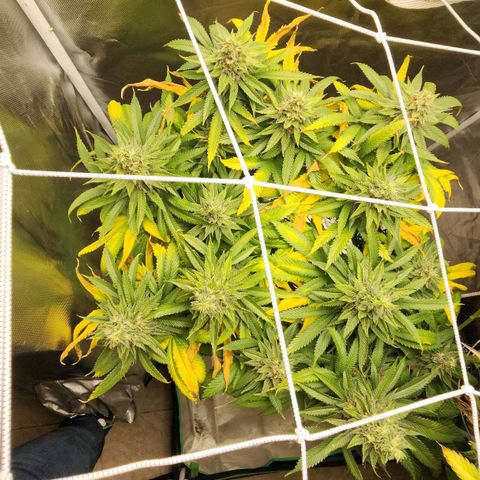 the Kineticist growlog timeline photo